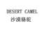 沙漠骆驼  DESERT CAMEL